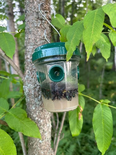 Non-Toxic Mosquito Repellent – Protect Your Family From CDC-Warned Dengue & Chikungunya